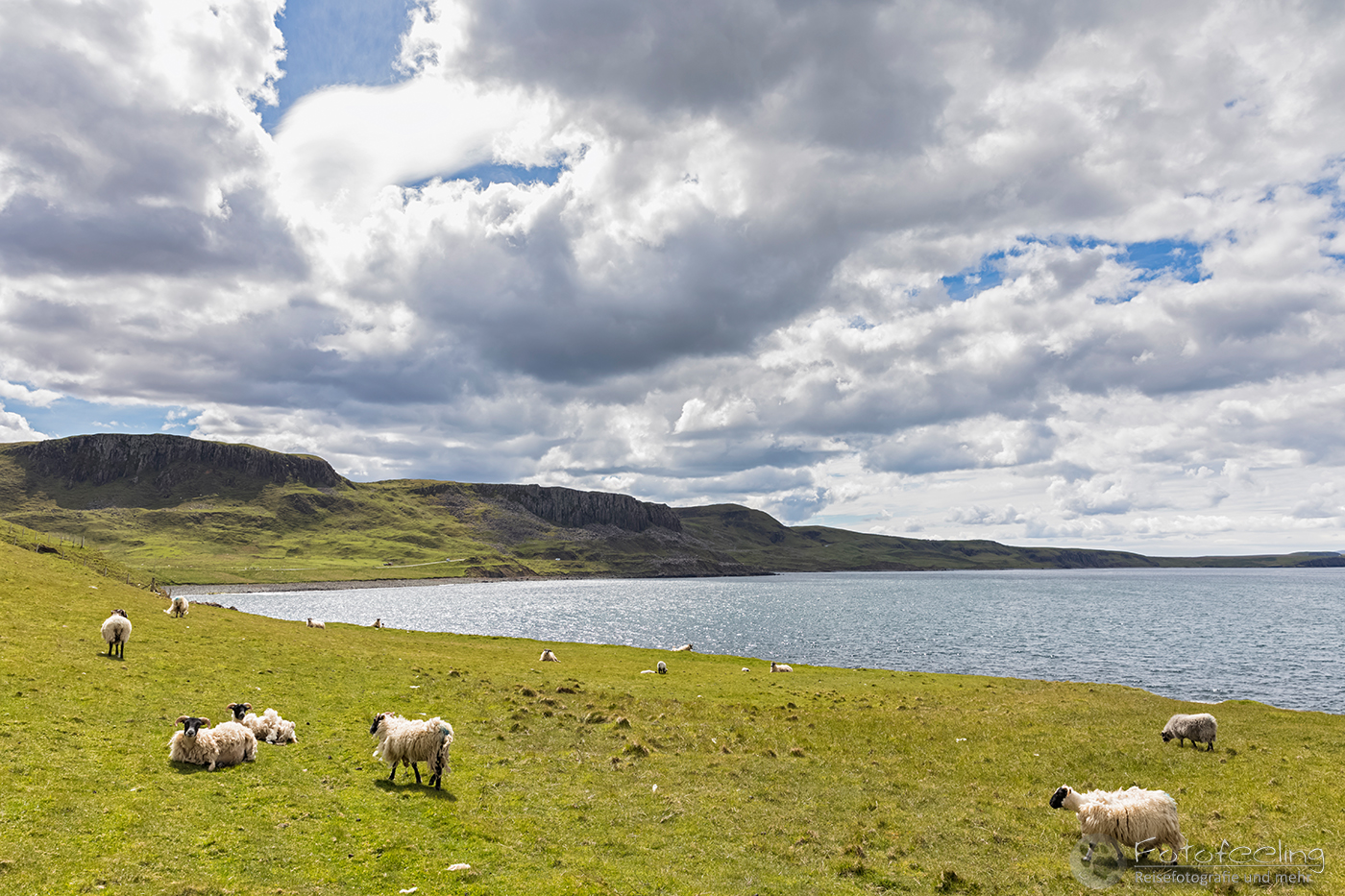 Schafe am Duntulm Sea Viewpoint