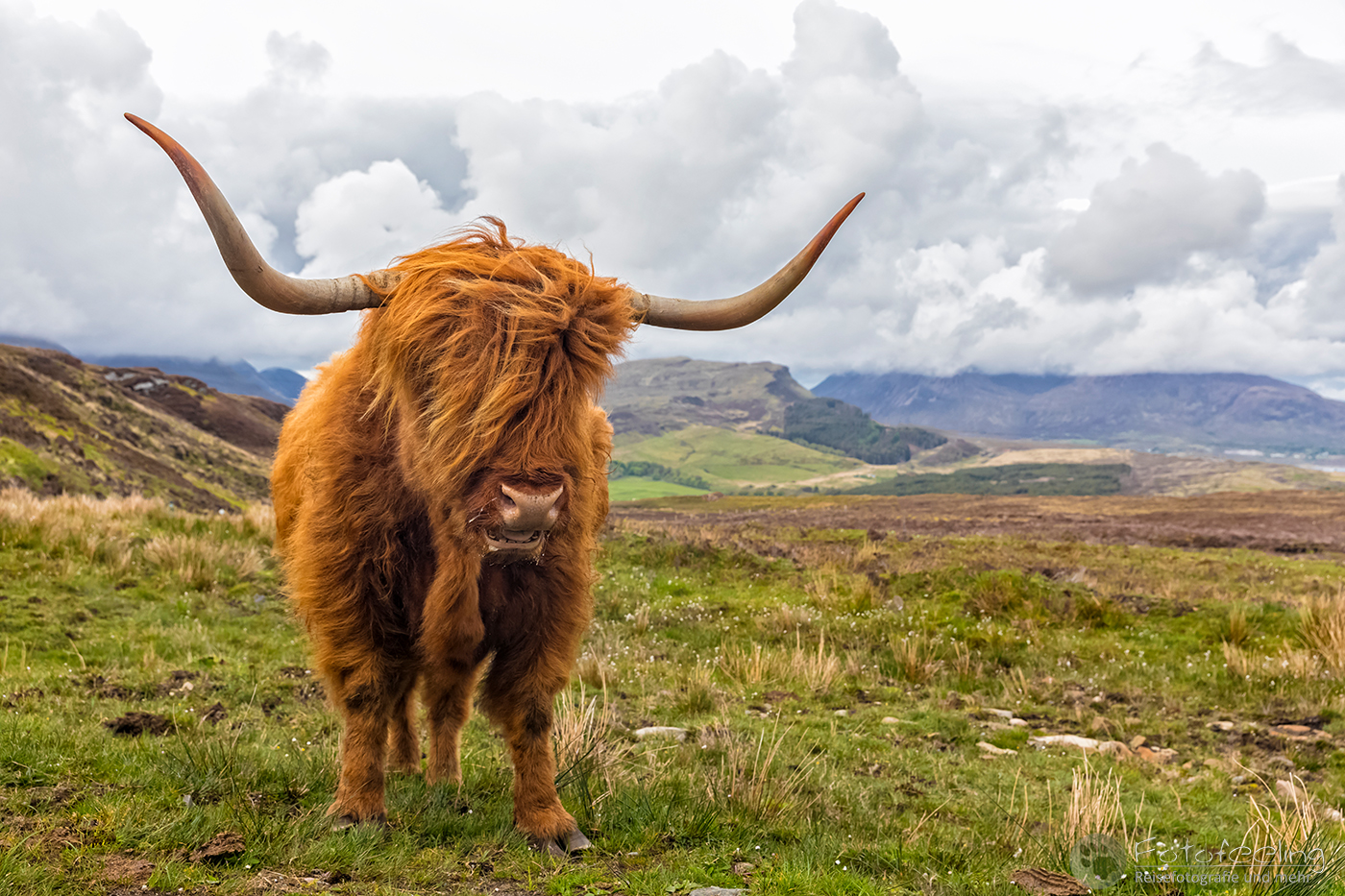 Schottisches Hochlandrind (Highland Cattle oder Kyloe)