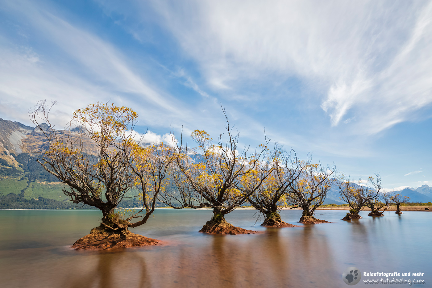 Weidenbäume (Willow Trees) im See