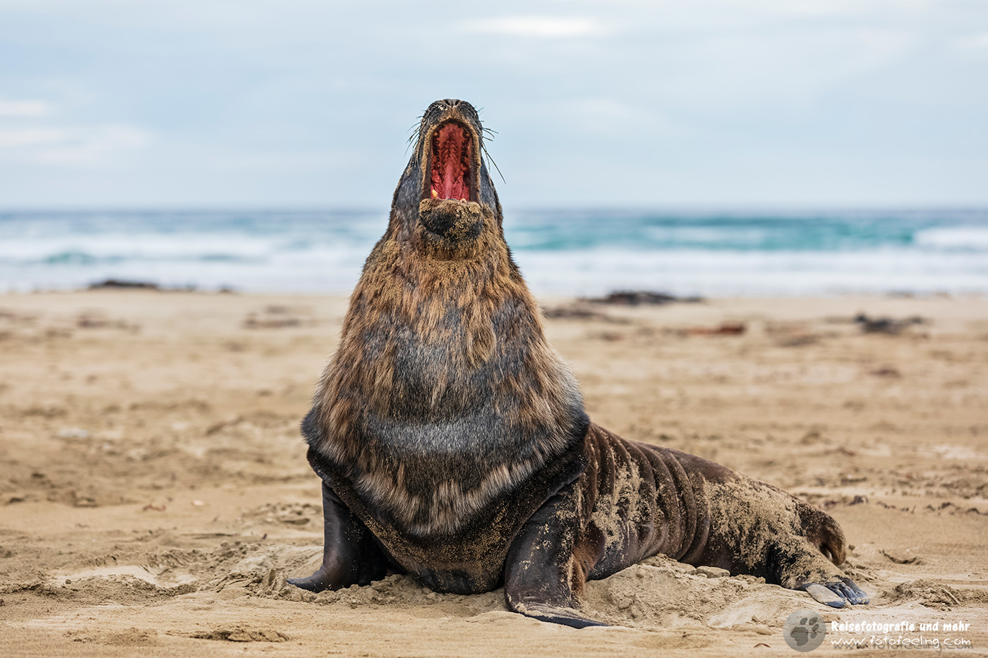 Neuseeländische Seelöwen (Phocarctos hookeri) in der Purakaunui Bay