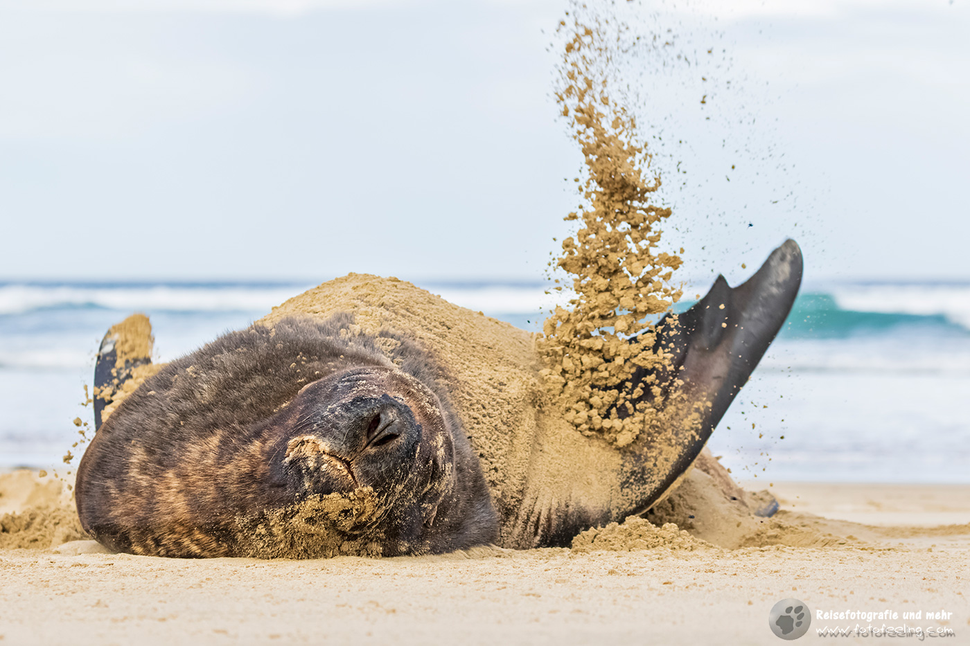 Neuseeländische Seelöwen (Phocarctos hookeri) in der Purakaunui Bay