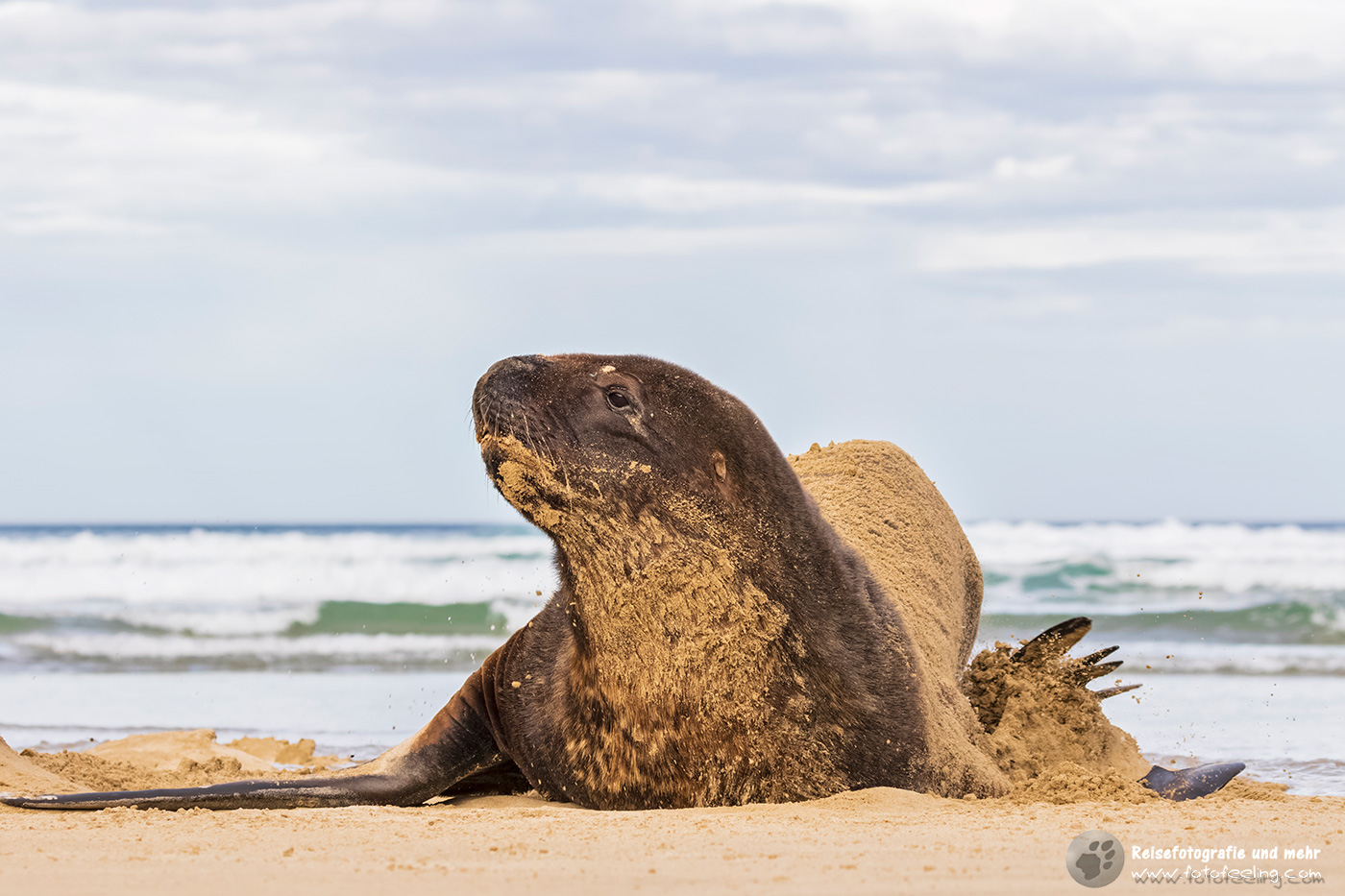 Neuseeländische Seelöwen (Phocarctos hookeri) in der Purakaunui Bay