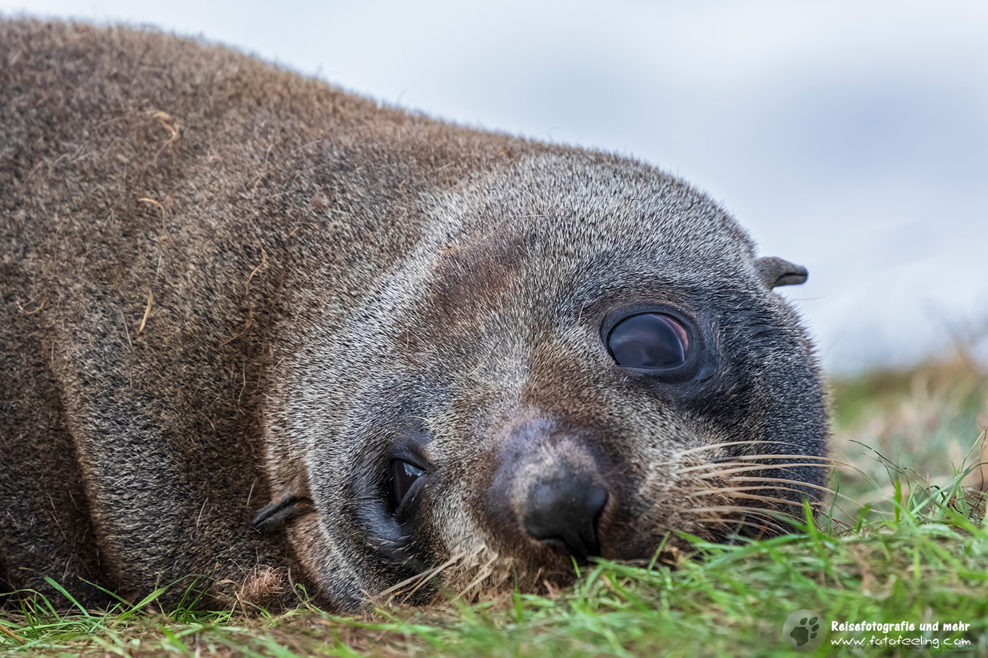 Neuseeländischer Seelöwe (Phocarctos hookeri)