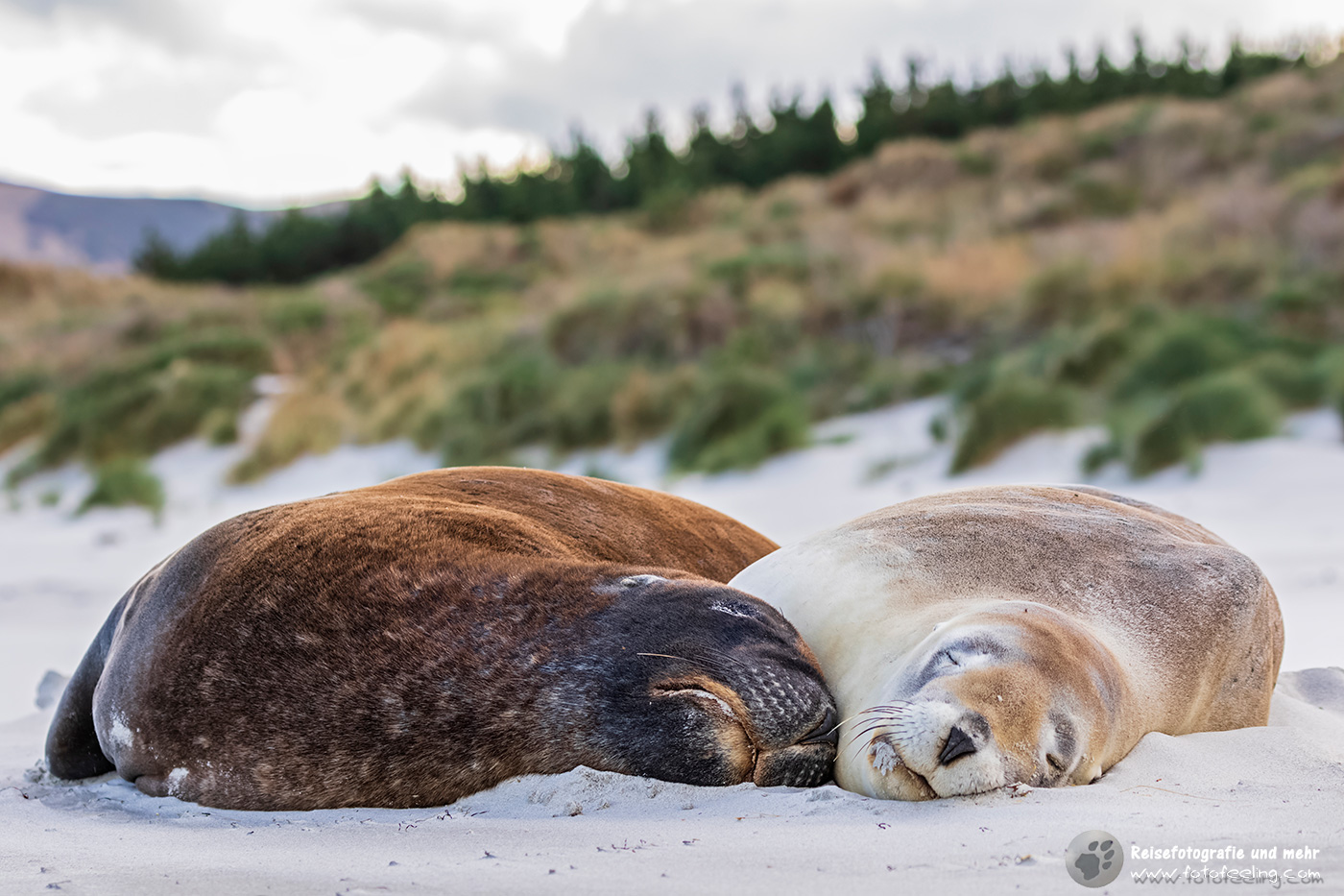 Neuseeländische Seelöwen (Phocarctos hookeri)