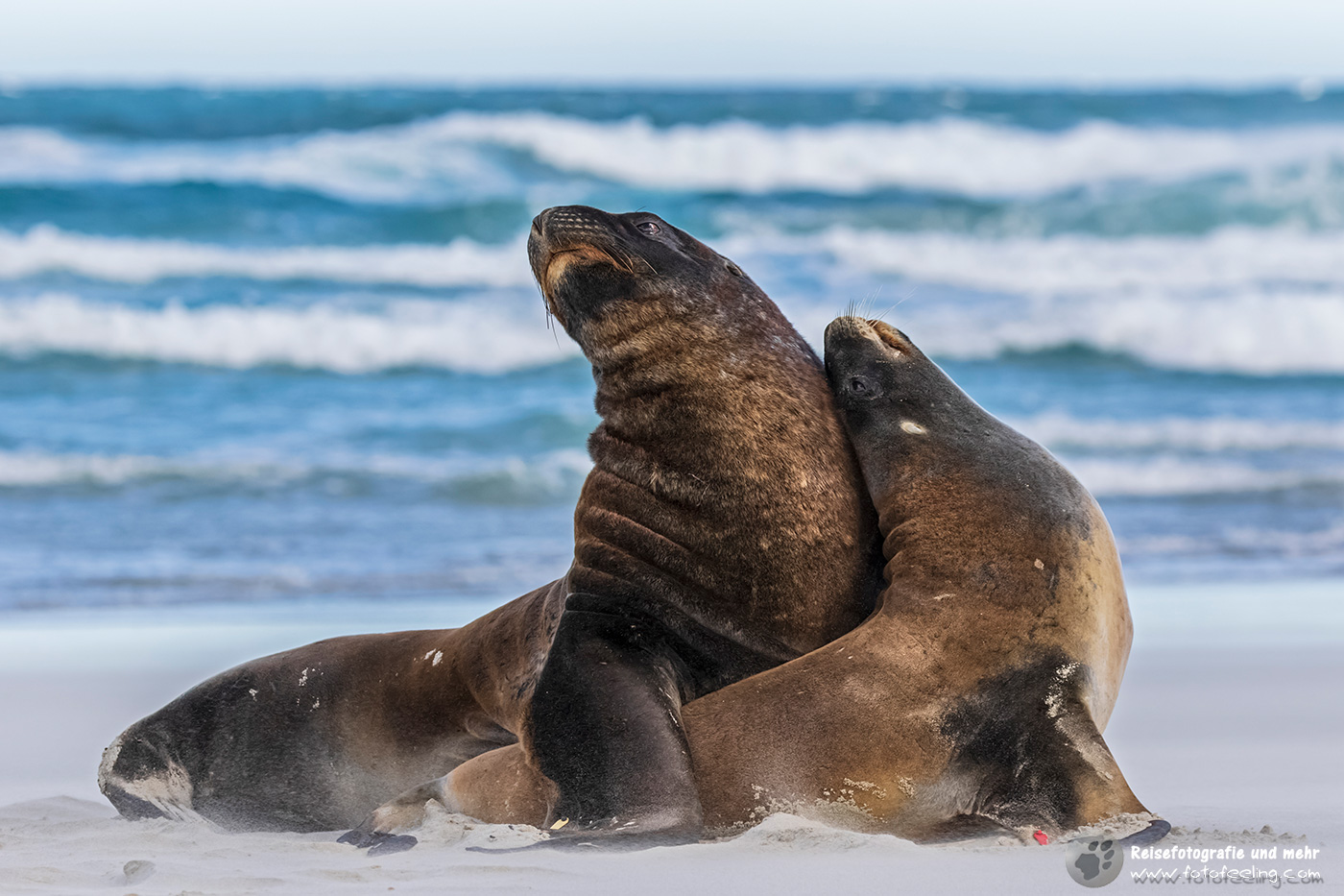 Neuseeländische Seelöwen (Phocarctos hookeri)