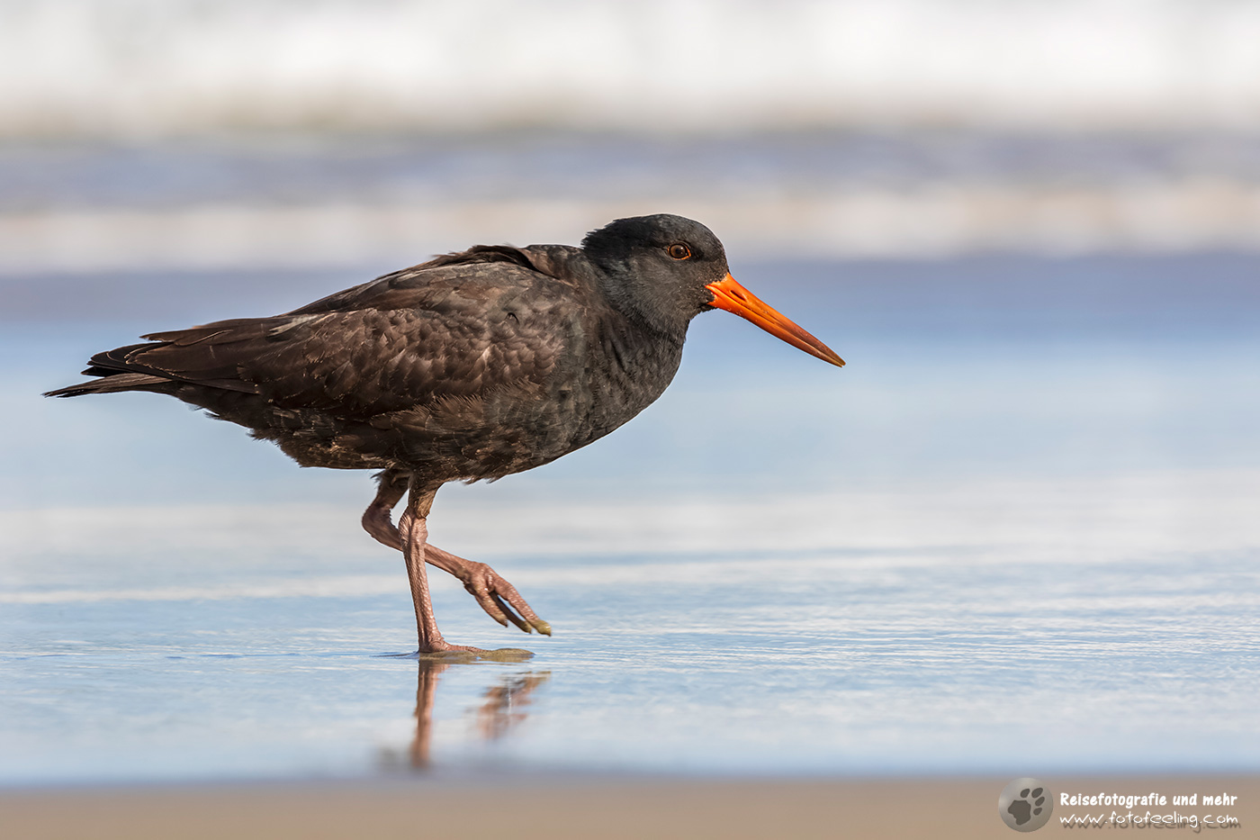 Neuseeländischer Austernfischer (Haematopus unicolor)
