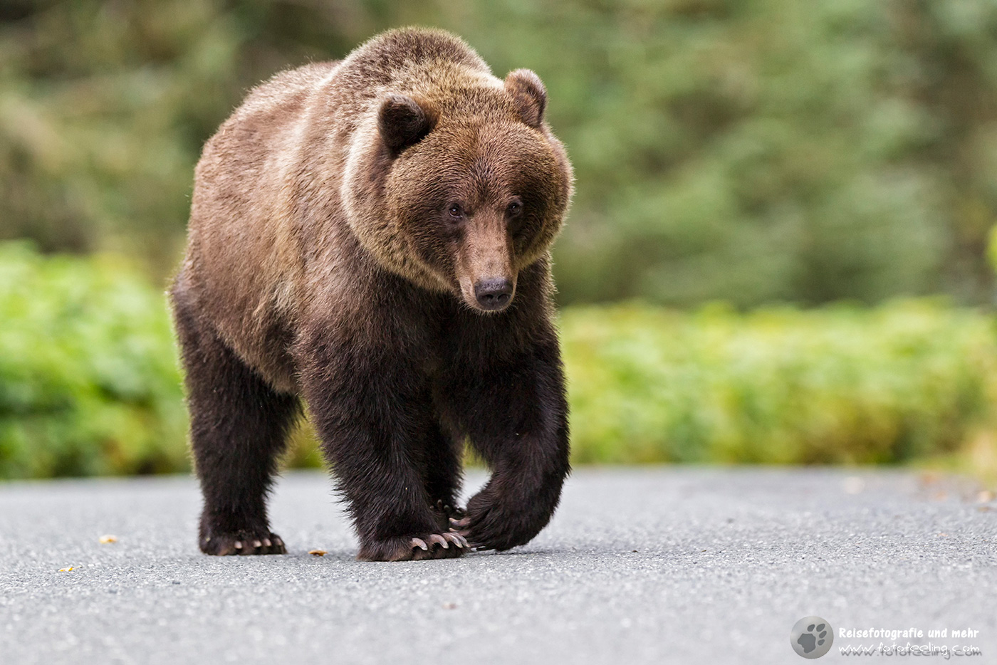 Grizzlybär (Ursus arctos horribilis)