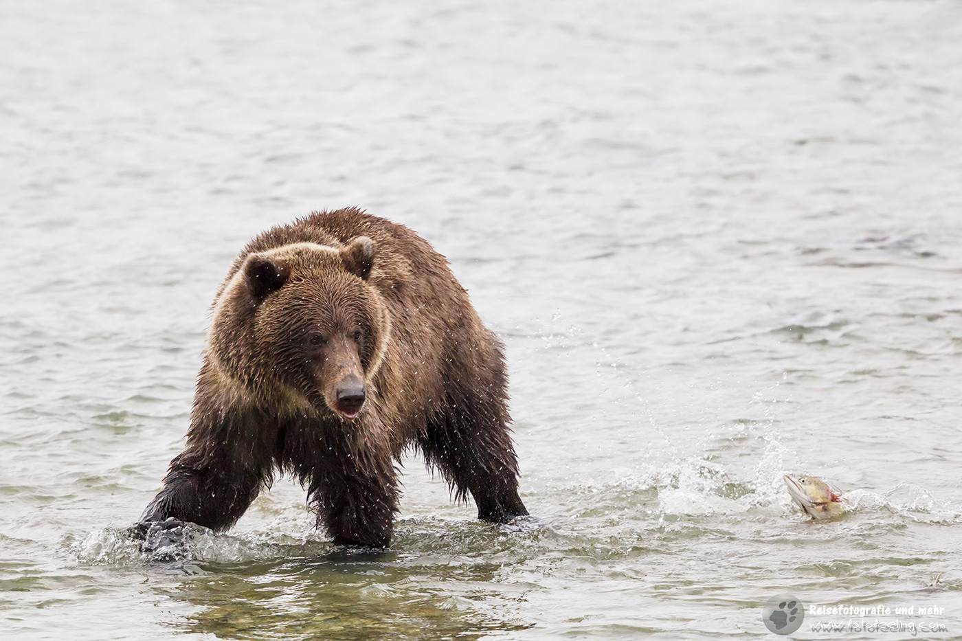 Grizzlybär (Ursus arctos horribilis) mit Lachs