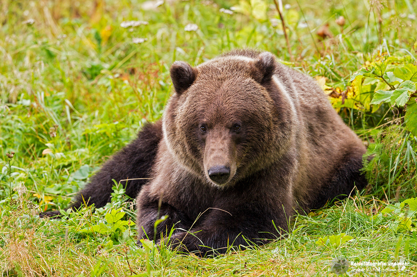 Grizzlybär (Ursus arctos horribilis)