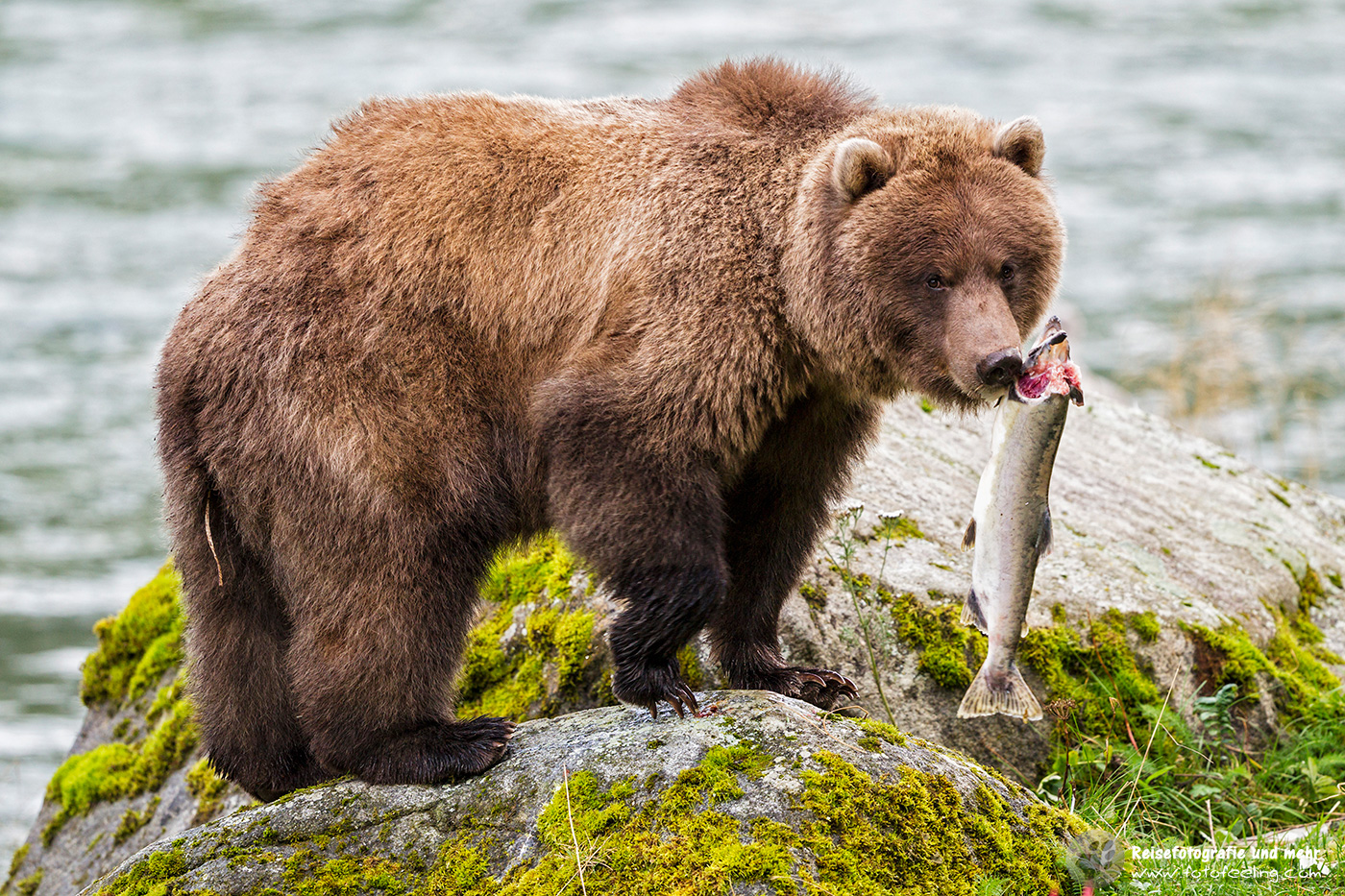 Grizzlybär (Ursus arctos horribilis) mit erbeutetem Lachs