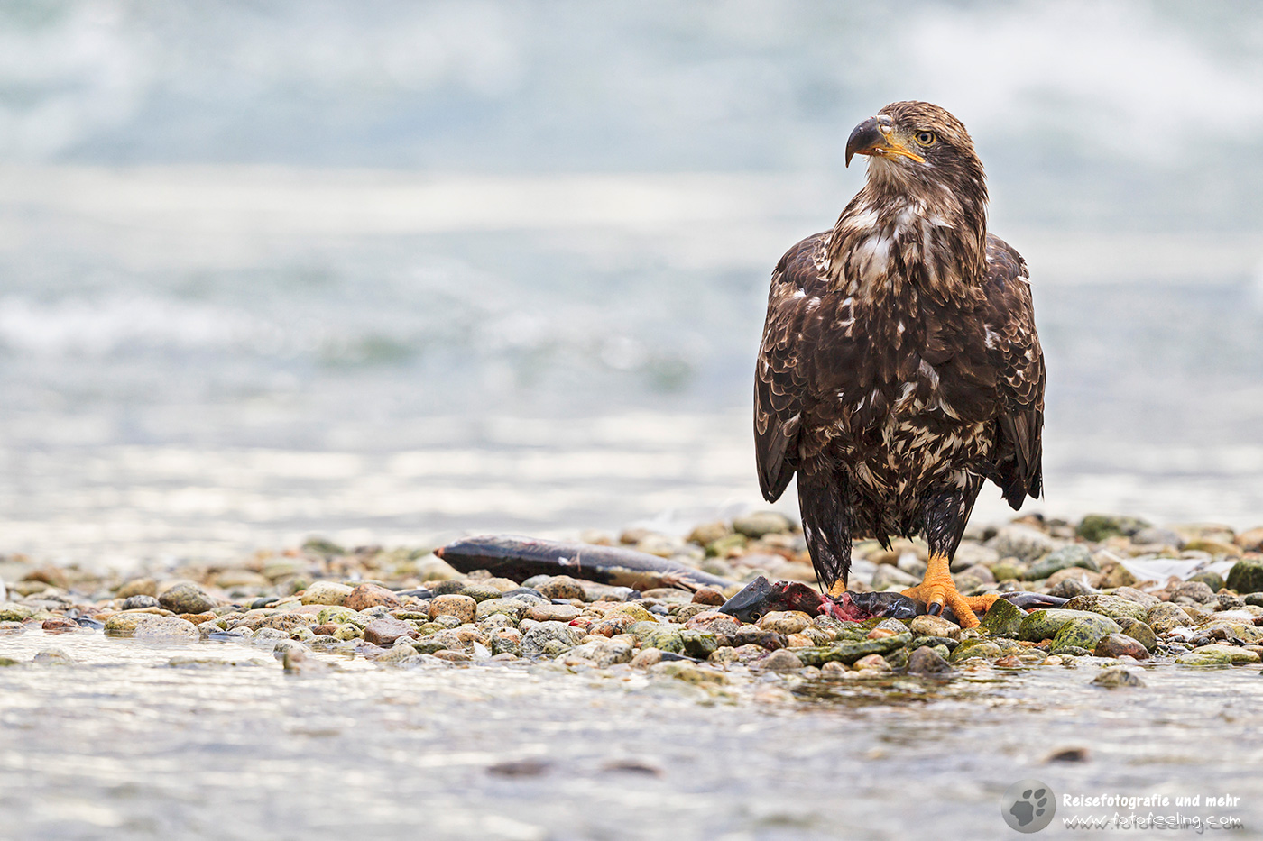 Junger Seeadler, Bald Eagle (Haliaeetus leucocephalus)