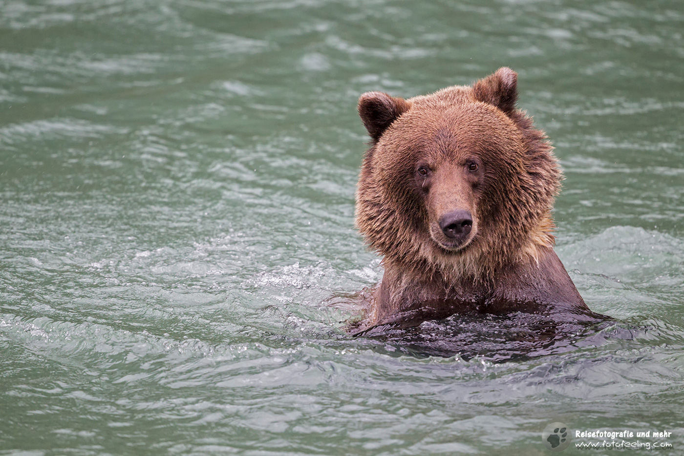 Grizzlybär (Ursus arctos horribilis)
