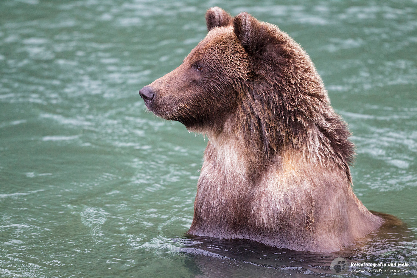 Grizzlybär (Ursus arctos horribilis)