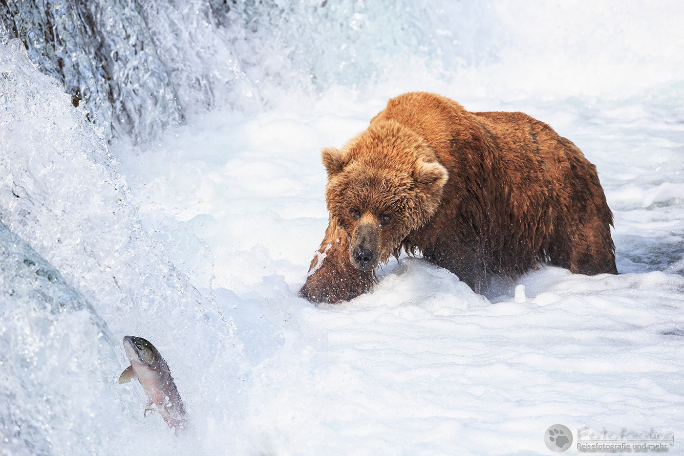 Braunbär (Ursus arctos), Brown bear - beim Fischfang an den Books Falls
