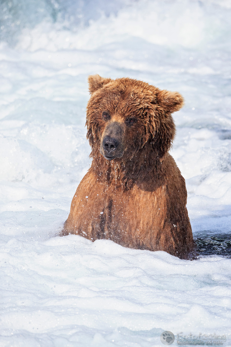 Braunbär (Ursus arctos), Brown bear - beim Fischfang an den Books Falls