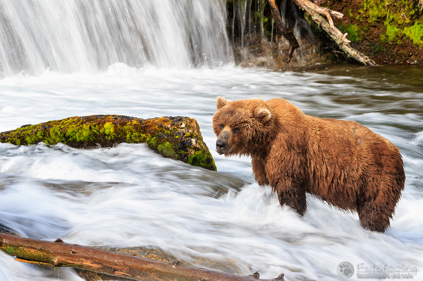 Braunbär (Ursus arctos), Brown bear - beim Fischfang an den Books Falls