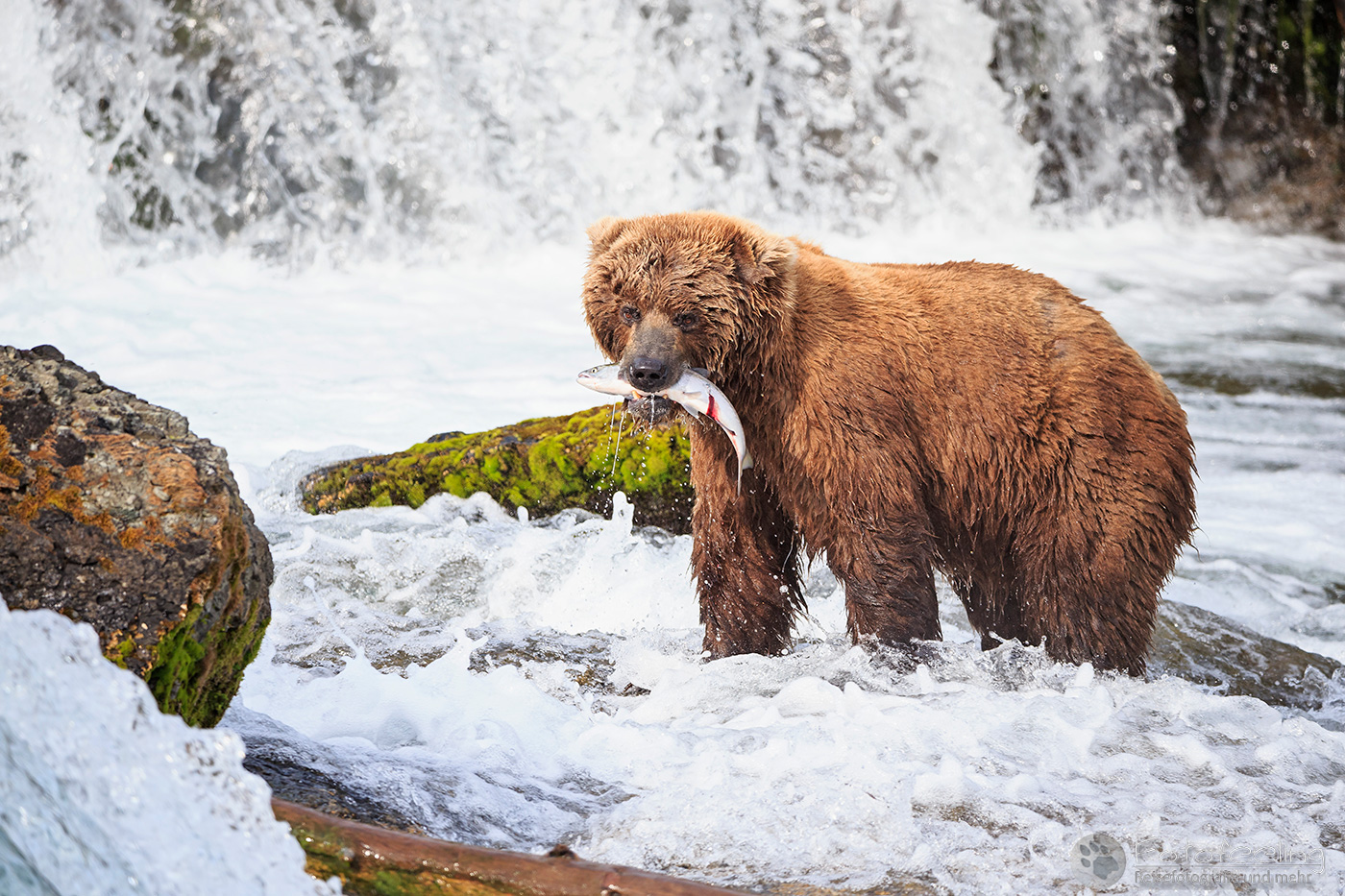 Braunbär (Ursus arctos), Brown bear- mit erbeutetem Lachs