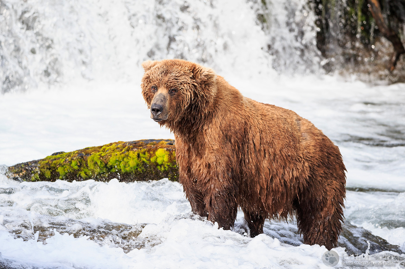 Braunbär (Ursus arctos), Brown bear - beim Fischfang an den Books Falls