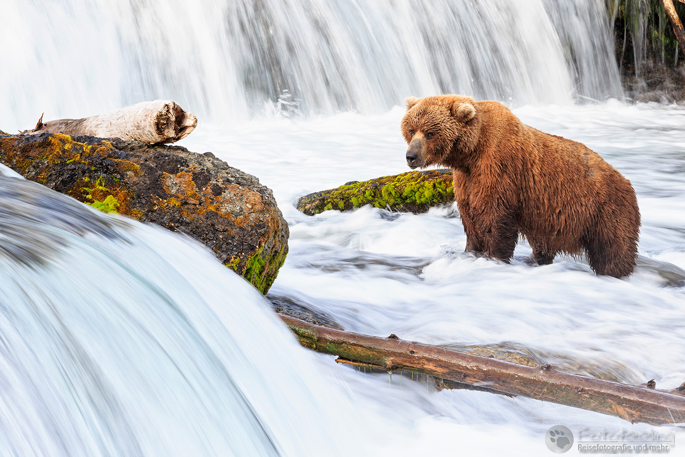 Braunbär (Ursus arctos), Brown bear - beim Fischfang an den Books Falls