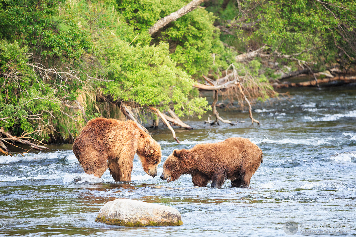 Braunbären (Ursus arctos), Brown bears