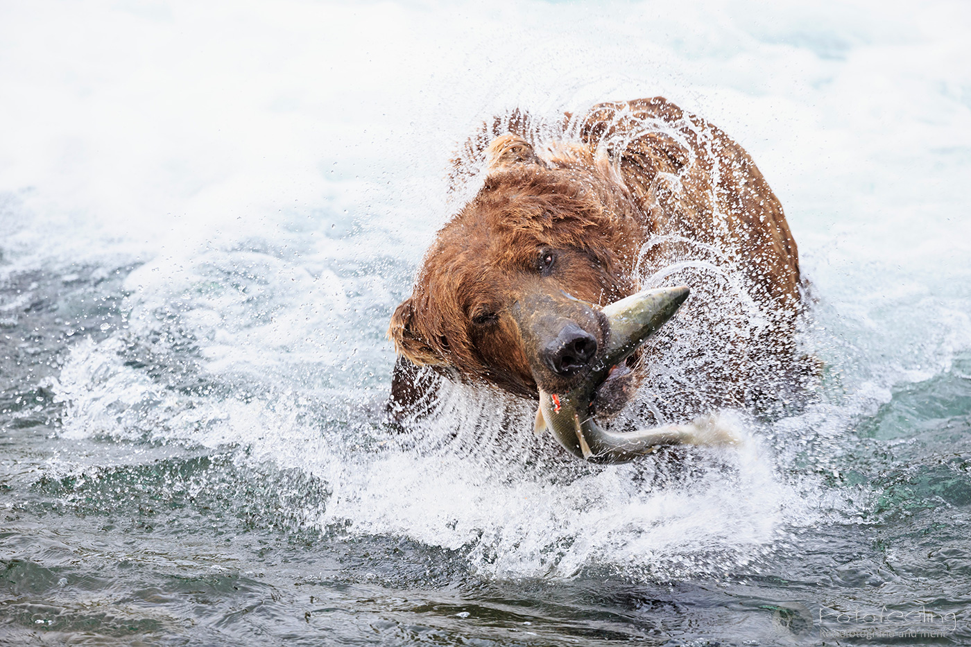 Braunbär (Ursus arctos), Brown bear- mit erbeutetem Lachs