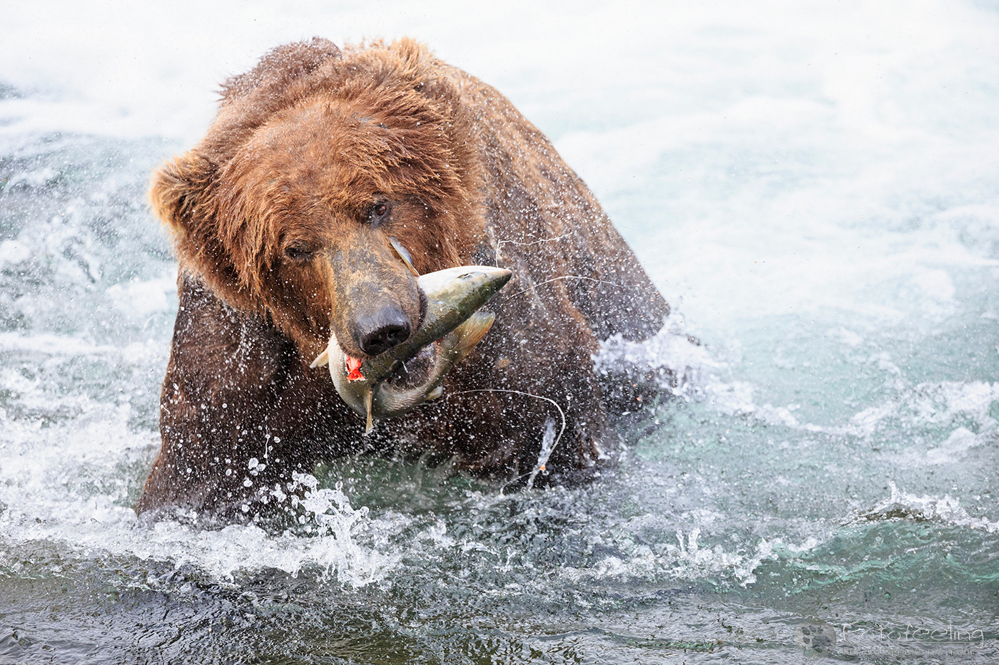 Braunbär (Ursus arctos), Brown bear- mit erbeutetem Lachs