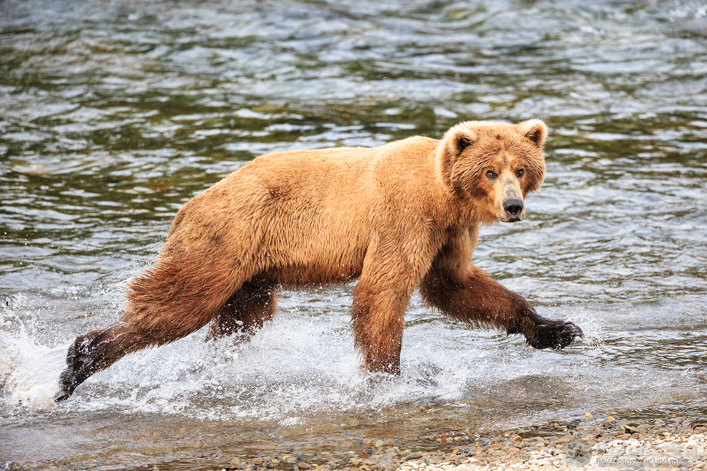 Braunbär (Ursus arctos), Brown bear