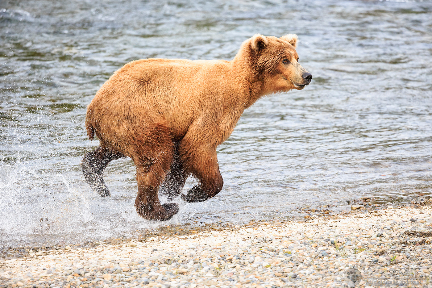 Braunbär (Ursus arctos), Brown bear