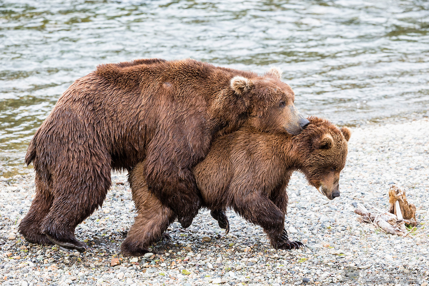 Braunbären (Ursus arctos), Brown bears - Bei der Paarung