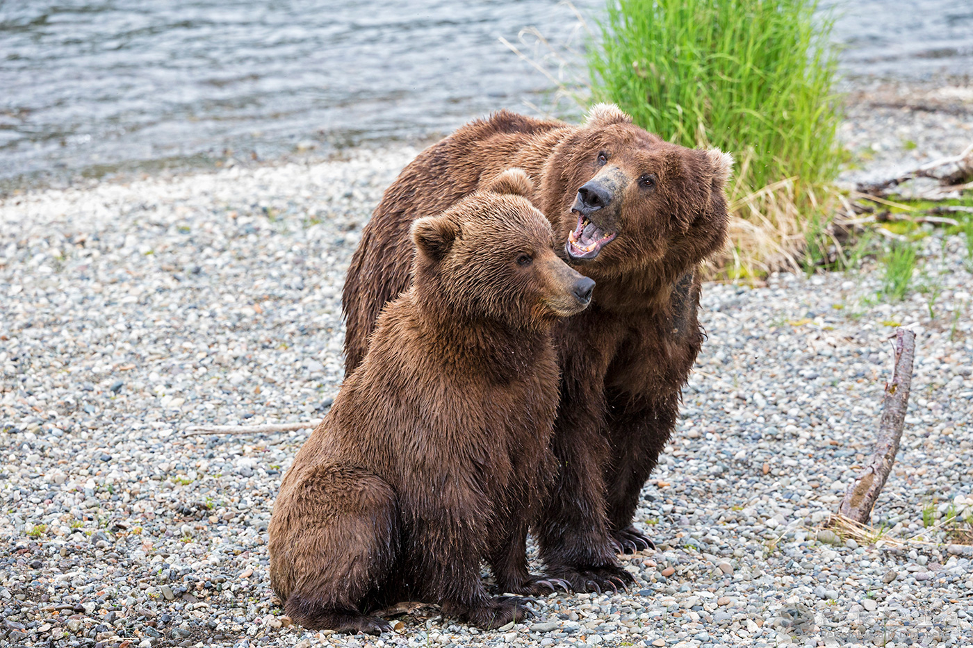 Braunbären (Ursus arctos), Brown bears