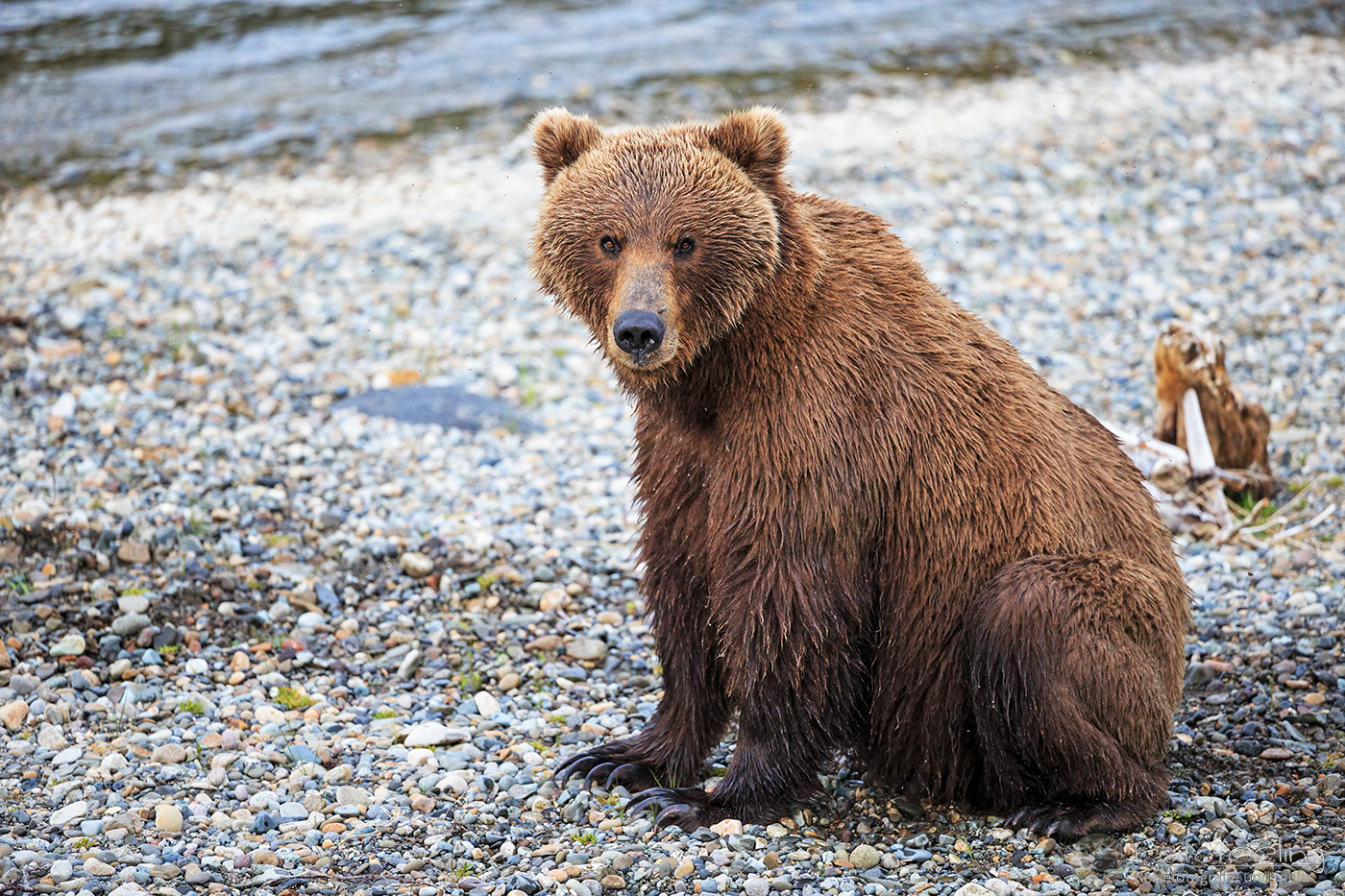 Braunbär (Ursus arctos), Brown bear- am Flussufer