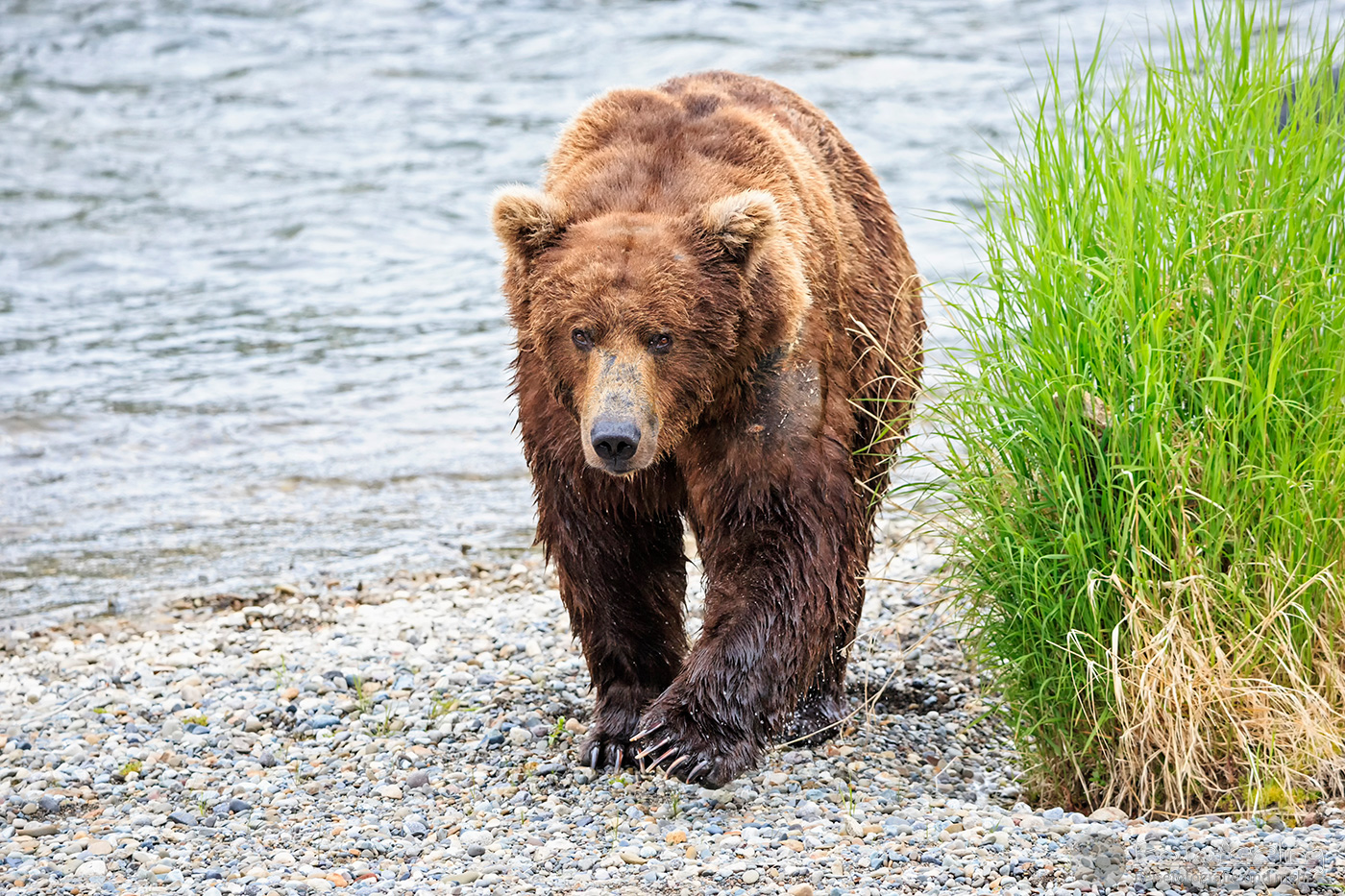 Braunbär (Ursus arctos), Brown bear- am Flussufer