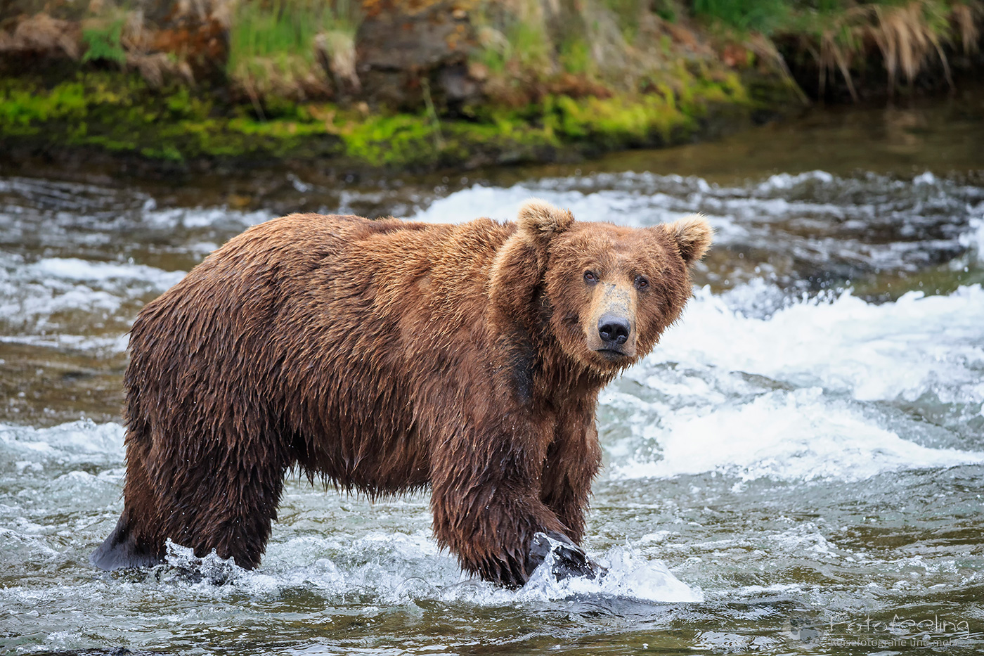Braunbär (Ursus arctos), Brown bear - beim Fischfang an den Books Falls