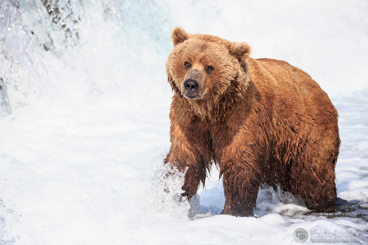 Braunbär (Ursus arctos), Brown bear - beim Fischfang an den Books Falls