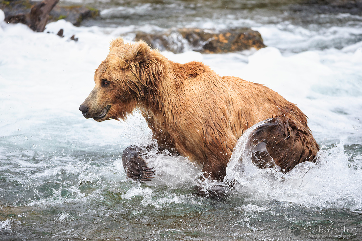 Braunbär (Ursus arctos), Brown bear- Beim Fischfang