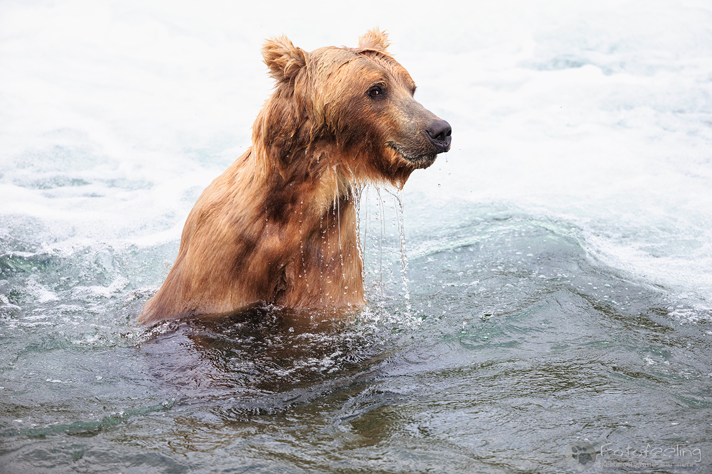 Braunbär (Ursus arctos), Brown bear- Beim Fischfang