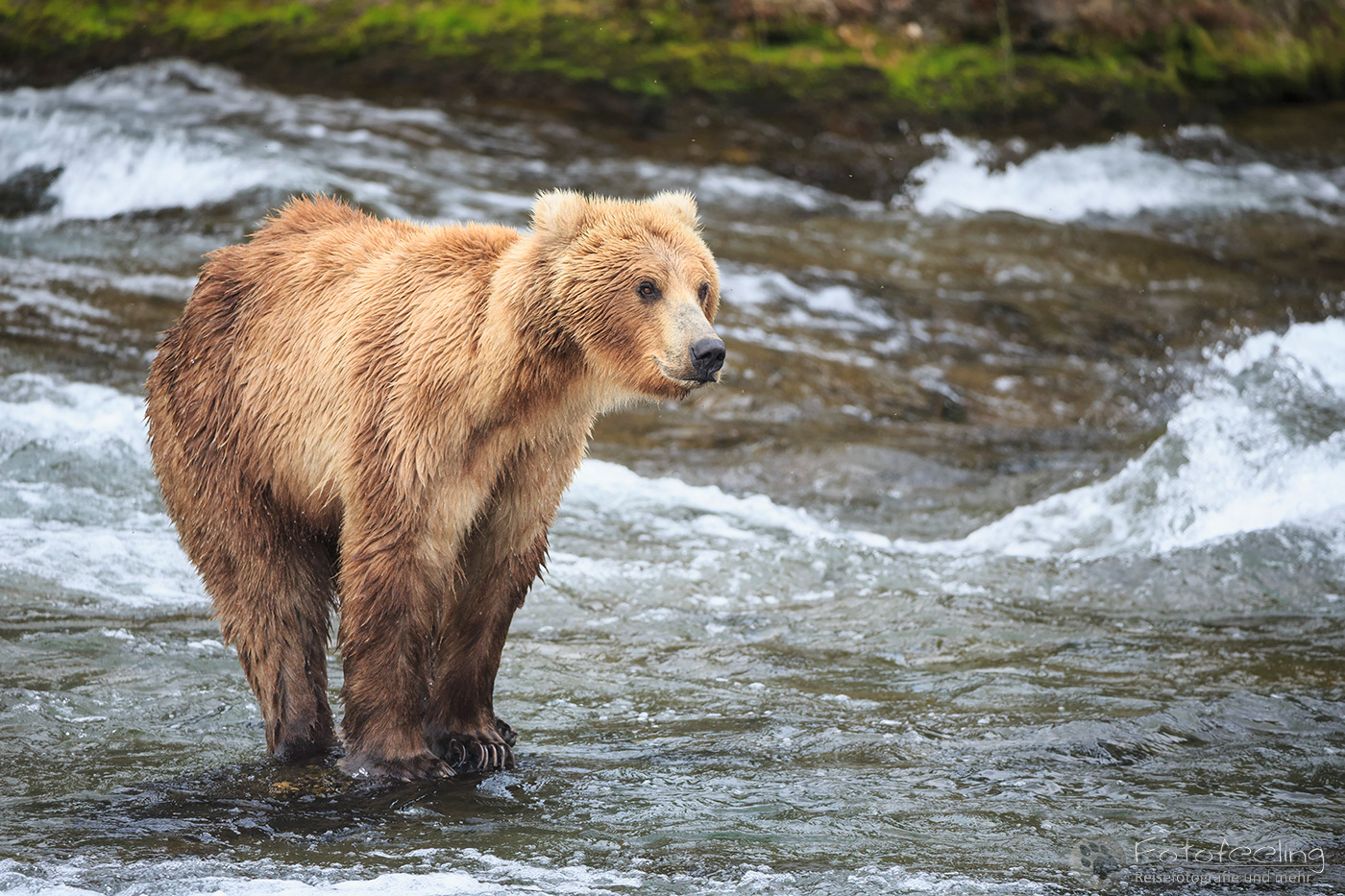 Braunbär (Ursus arctos), Brown bear - beim Fischfang an den Books Falls