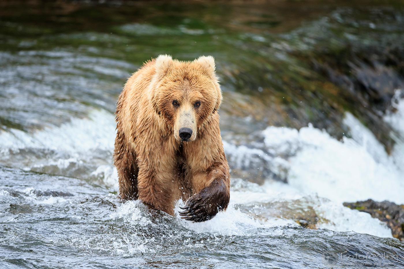 Braunbär (Ursus arctos), Brown bear