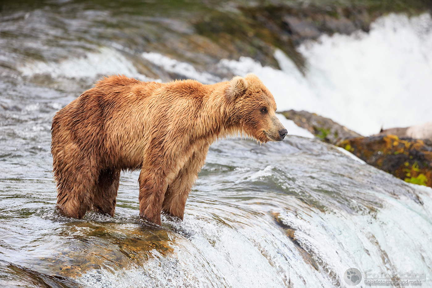 Braunbär (Ursus arctos), Brown bear