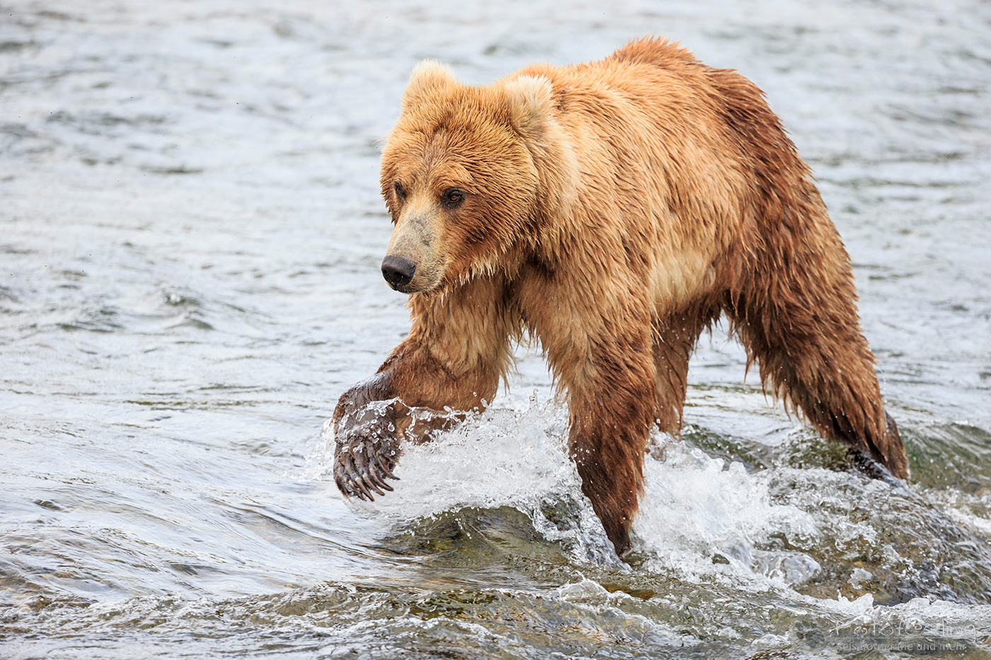Braunbär (Ursus arctos), Brown bear