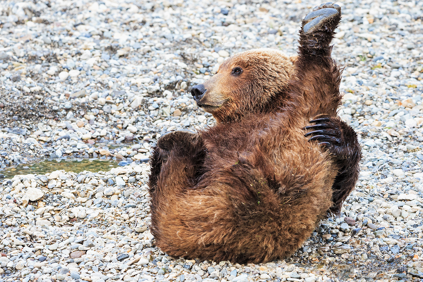 Braunbär (Ursus arctos), Brown bear- am Flussufer