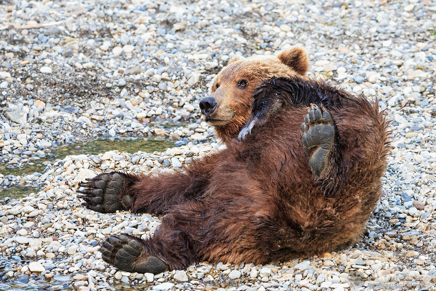Braunbär (Ursus arctos), Brown bear- am Flussufer