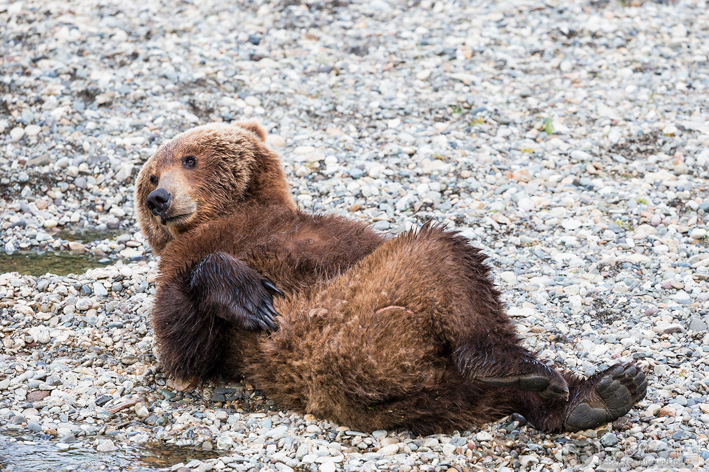Braunbär (Ursus arctos), Brown bear- am Flussufer