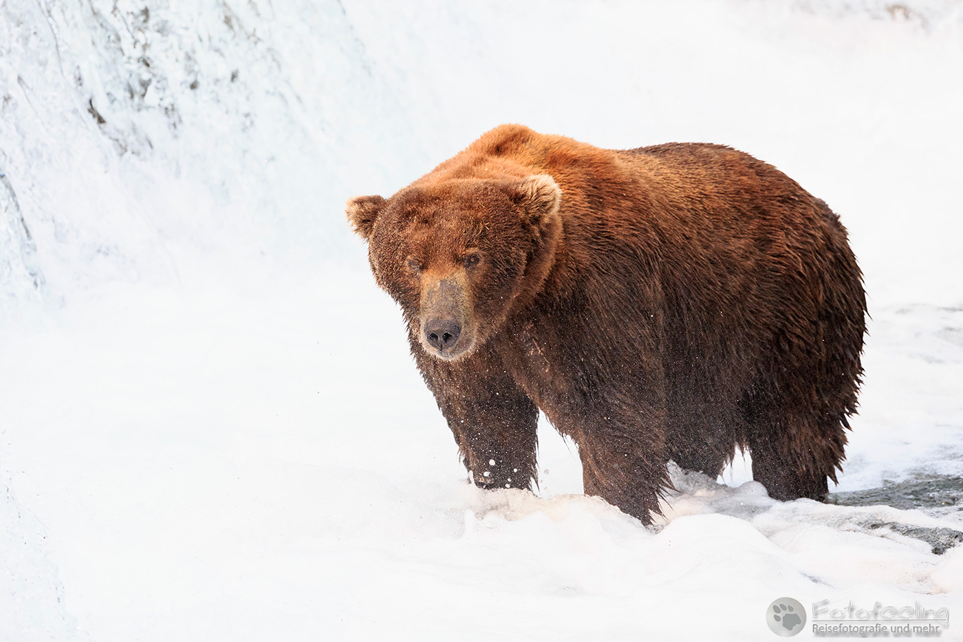 Braunbär (Ursus arctos), Brown bear - beim Fischfang an den Books Falls