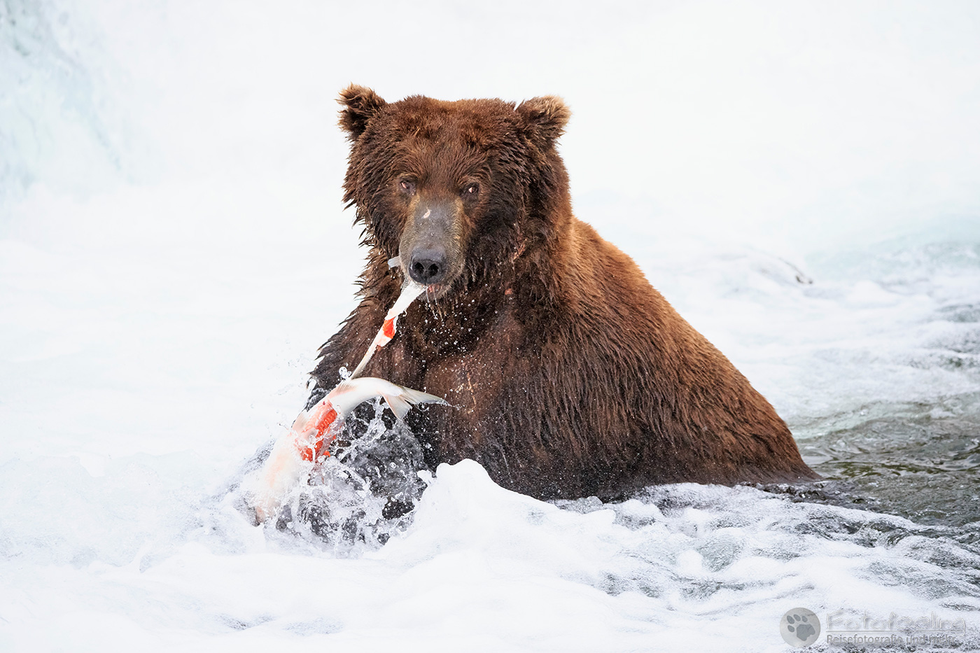 Braunbär (Ursus arctos), Brown bear- mit erbeutetem Lachs