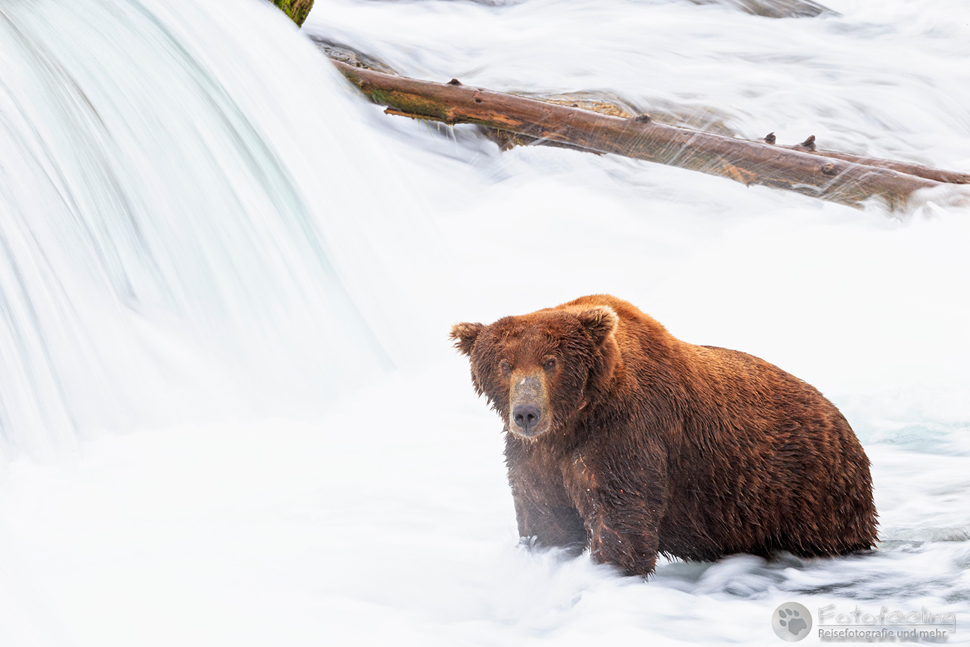 Braunbär (Ursus arctos), Brown bear - beim Fischfang an den Books Falls