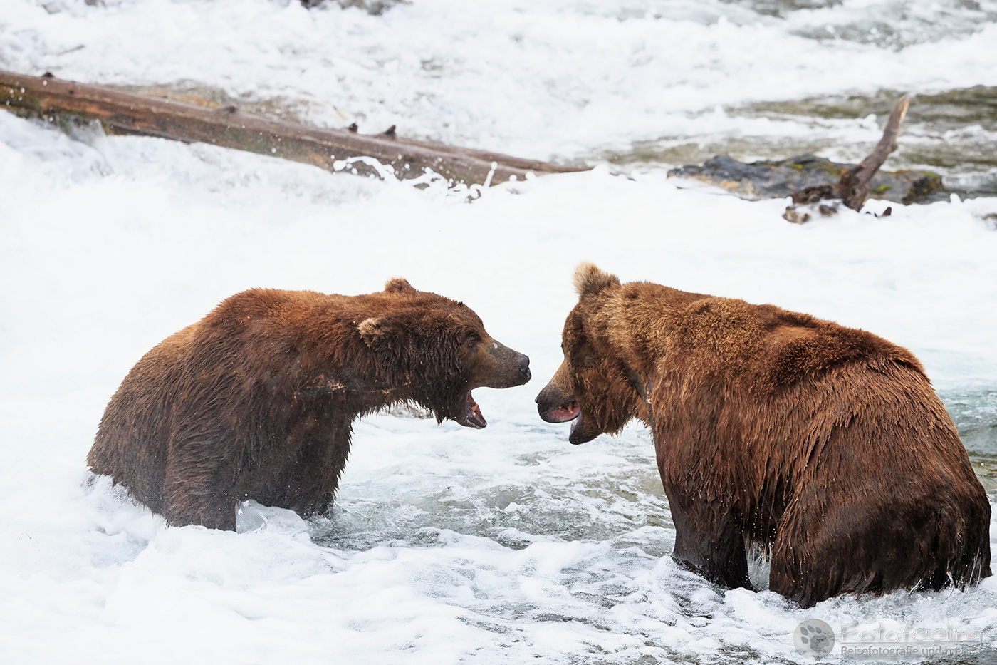 Braunbären (Ursus arctos), Brown bears - beim Fischfang an den Books Falls