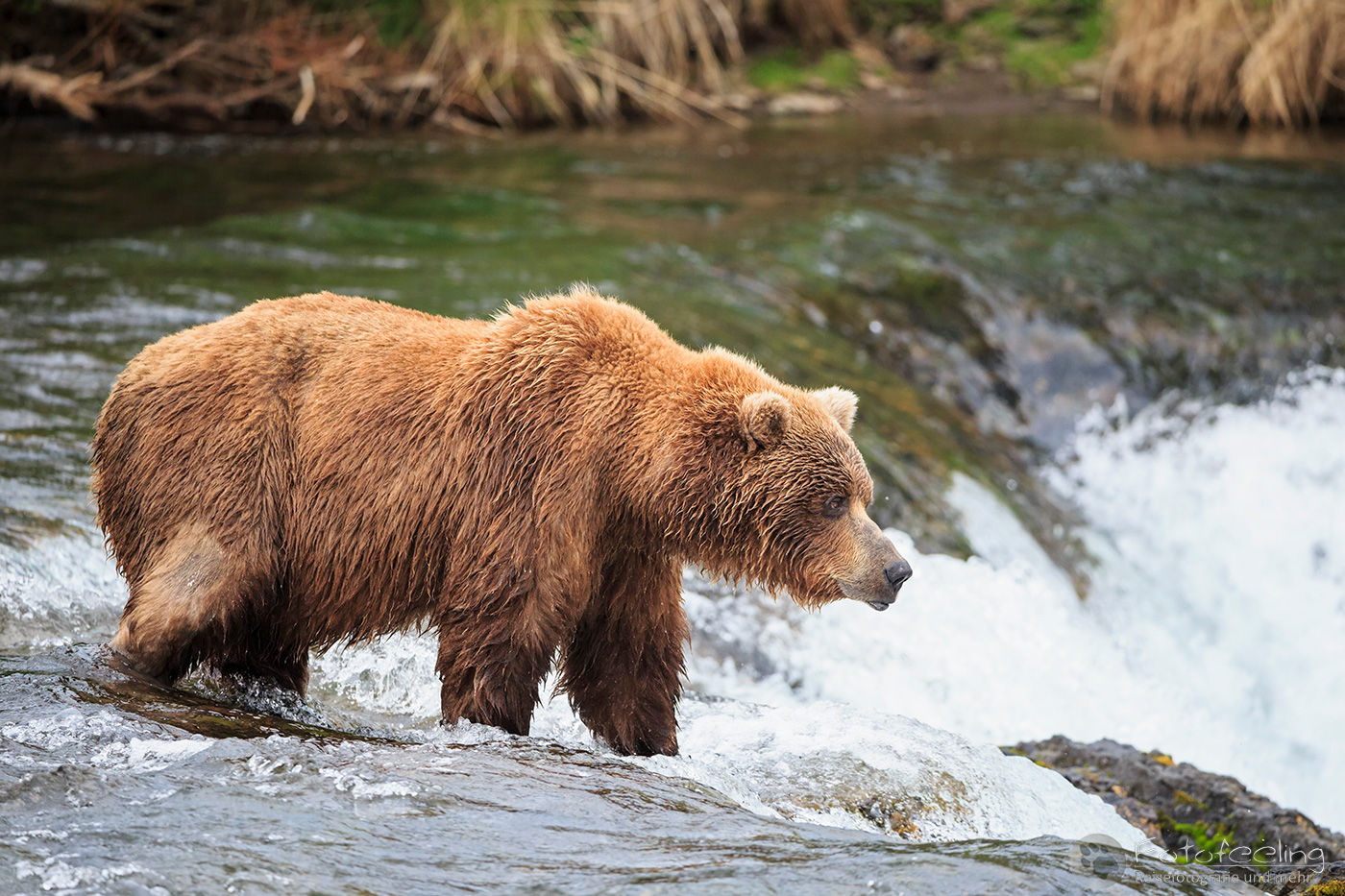 Braunbär (Ursus arctos), Brown bear