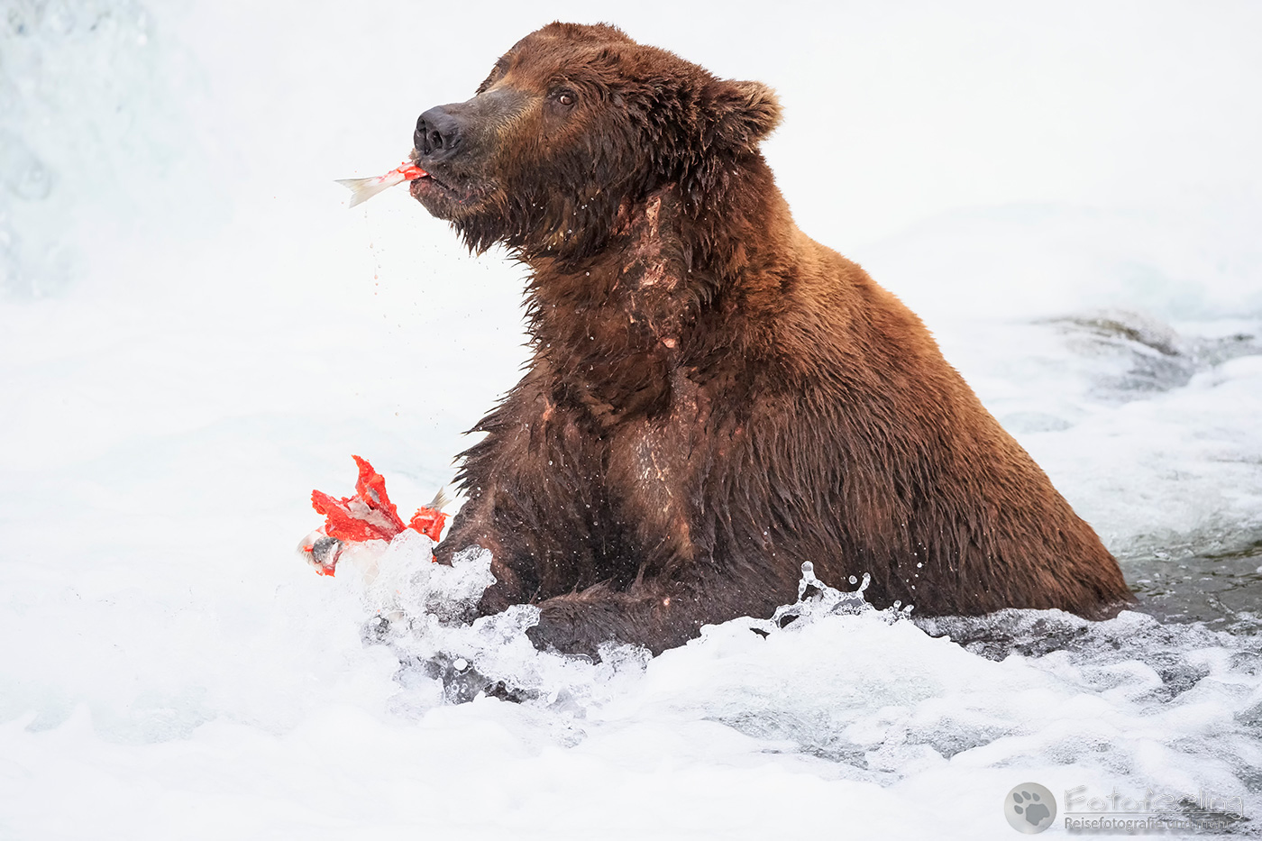 Braunbär (Ursus arctos), Brown bear- mit erbeutetem Lachs