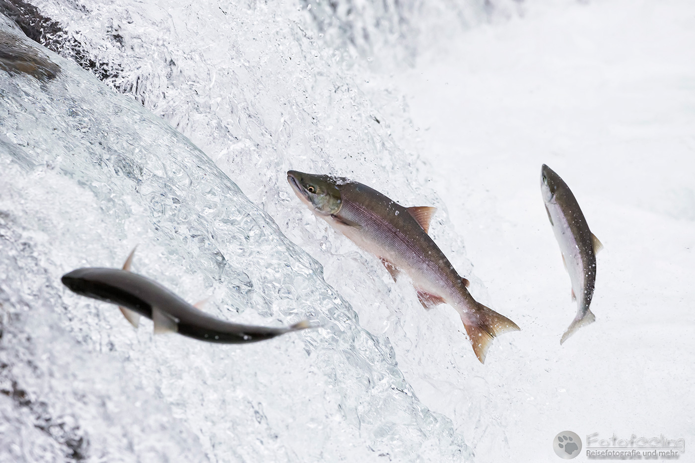 Salmon run, Lachse springen über die Brooks Falls  und ziehen flussaufwärts zum Laichen